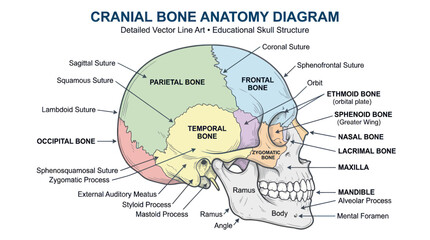 Cranial Bone Anatomy Diagram: Detailed Vector Line Art of Skull Structure © Varel