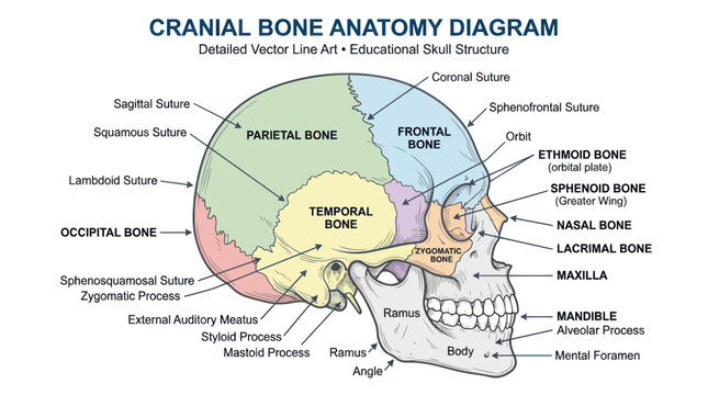 Cranial Bone Anatomy Diagram: Detailed Vector Line Art of Skull Structure