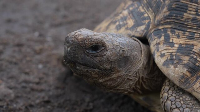 Tortoise in a nature park in Morogoro showcasing wildlife conservation, biodiversity, and the beauty of the natural environment.