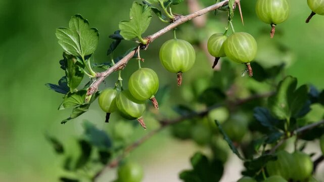 Green gooseberry berries on a branch swaying in the wind breeze in a summer garden close up.