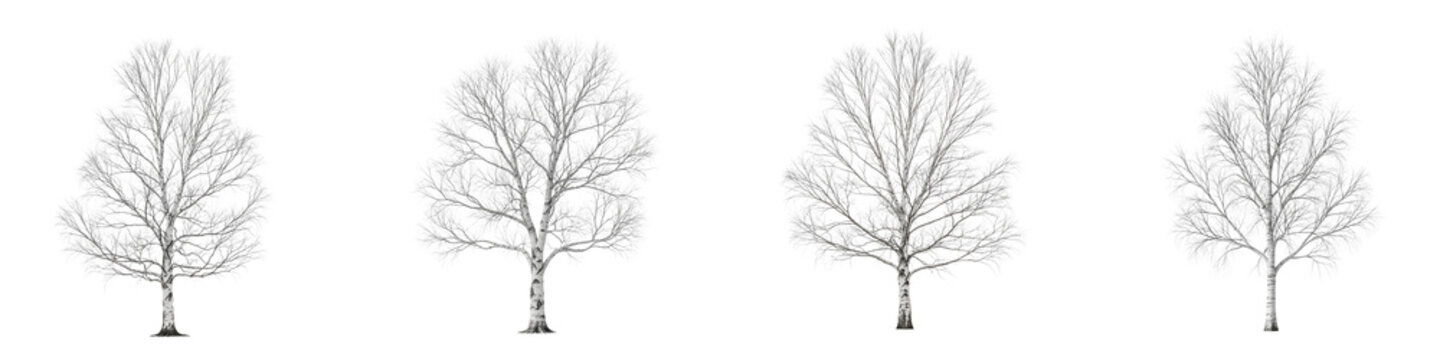 Four isolated birch trees with bare branches on a black background