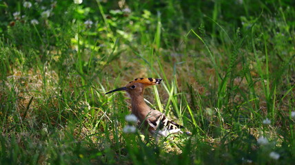 Eurasian Hoopoe Resting Peacefully in Green Grass: Wild Bird in Natural Habitat © L.Z.C Photographer