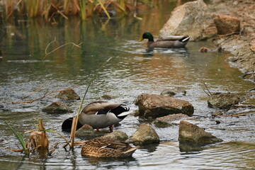 Fototapeta premium Ducks gather near water as they search for food on a calm day at a natural habitat