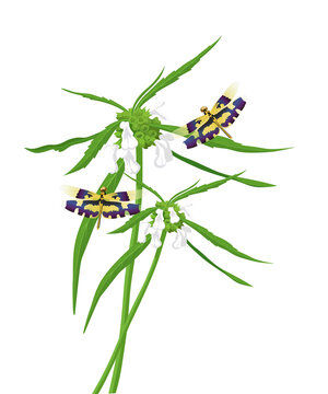 Illustration of Thumba flowers (Leucas aspera) and Onam Thumbi dragonflies, symbolizing the festival of Onam, Kerala