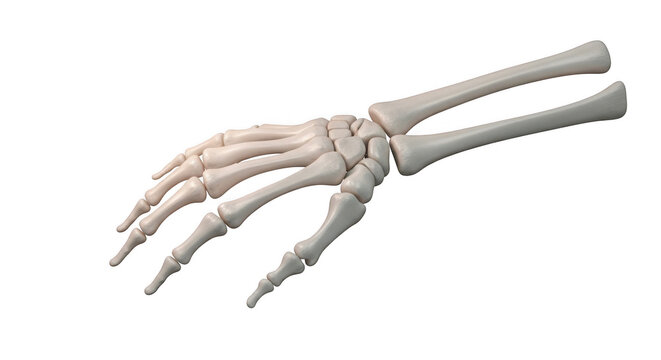 3D human hand skeleton model with fingers spread