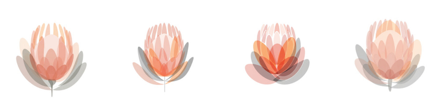 Four stylized protea flower illustrations with soft overlapping petal layers