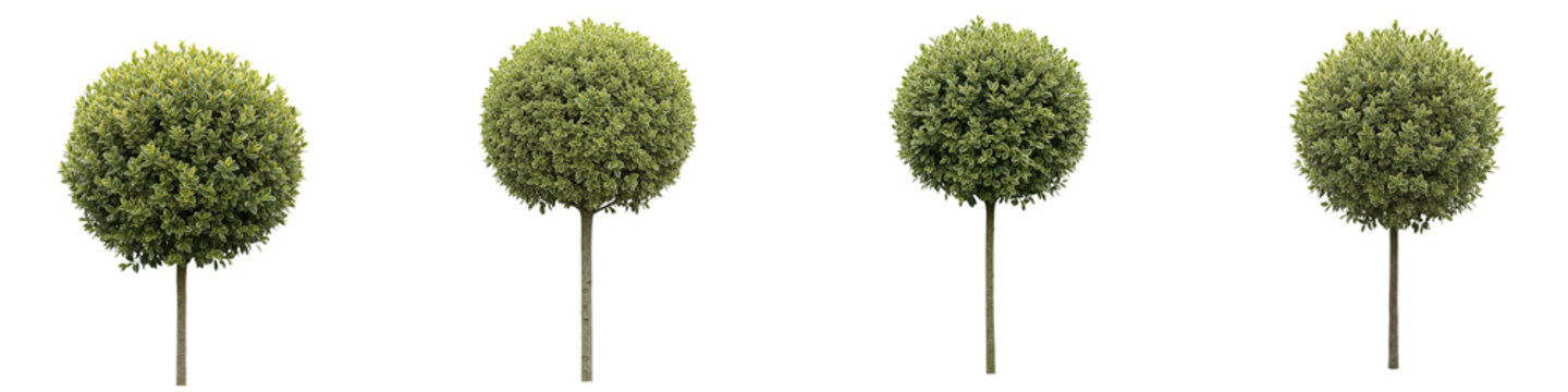 Four trimmed ball shaped topiary trees isolated on a black background