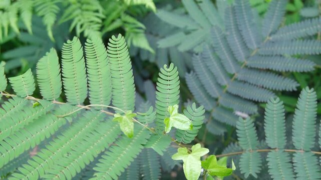 Fernlike Green Leaves Swaying Gently in the Breeze