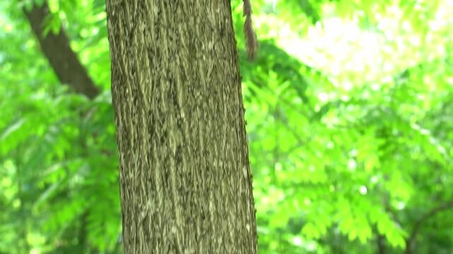 Young squirrel running on the trunk of a large tree in the botanical garden in summer as an eco-tourism concept on vacation