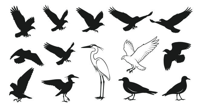 Collection of bird silhouettes in various flight and perched positions featuring a large white heron in the center.