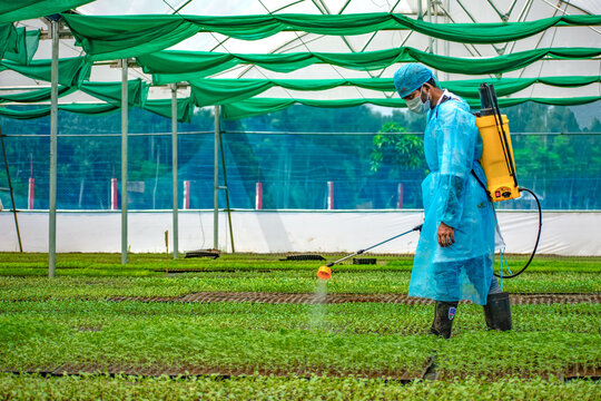 Bogura, Bangladesh - 17 September 2019: View of a worker in a blue protective suit and mask spraying seedlings inside a large greenhouse with green fabric roofing.