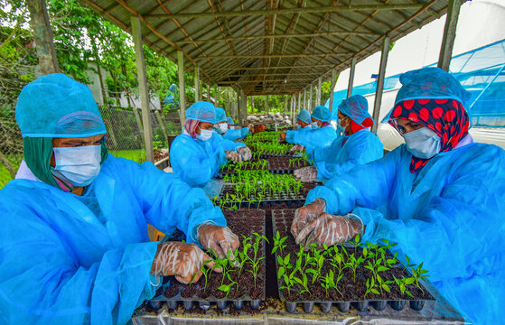 Bogura, Bangladesh - 17 September 2019: View of workers in blue protective suits and masks tending to green seedlings in nursery trays under a sheltered structure.