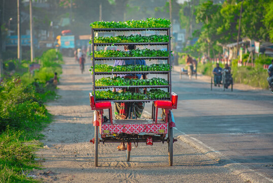 Bogura, Bangladesh - 26 August 2019: View of a man transporting green plant seedlings on a multi-tiered rack attached to a rickshaw along a dusty road.