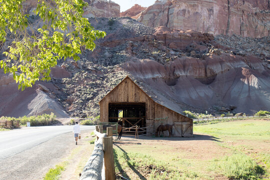 This old Mormon barn with horses is a popular stop on SR 24 in the Fruita District of Capitol Reef National Park in southern Utah