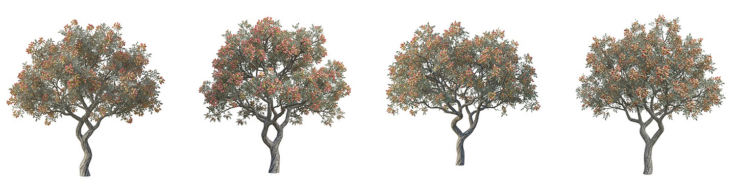 Set of four decorative pistachio trees isolated on a black background