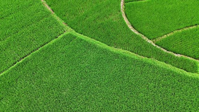  Green Rice Paddies in Spring, Aerial View of Countryside Farmland