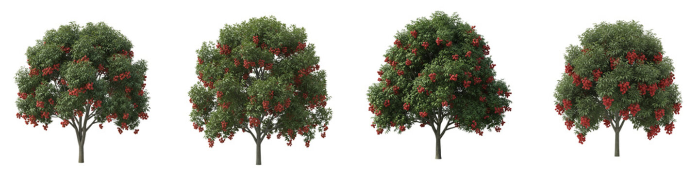 Set of Four Lychee Trees Loaded with Ripe Red Fruit Isolated on Black