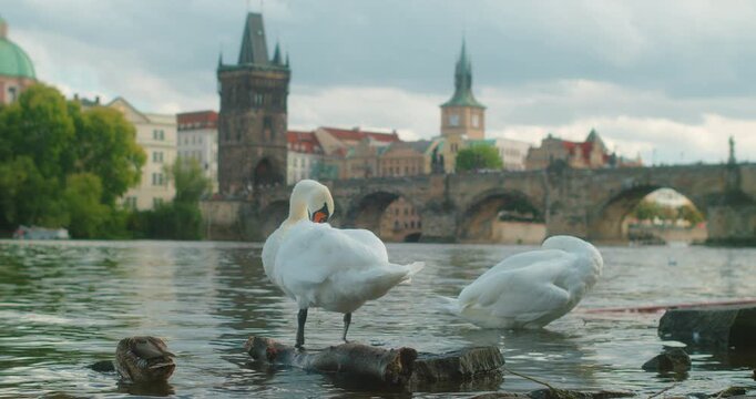 Couple of swans preening on Vltava River with Charles Bridge in Prague backdrop in summer day