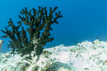 A dark green coral colony stands out against the bright blue ocean water. © Pete Niesen Photo