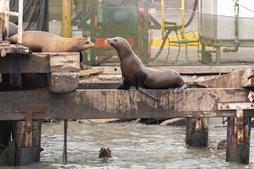 Fototapeta premium Group of California Sea lion, Zalophus californianus, resting on a dock