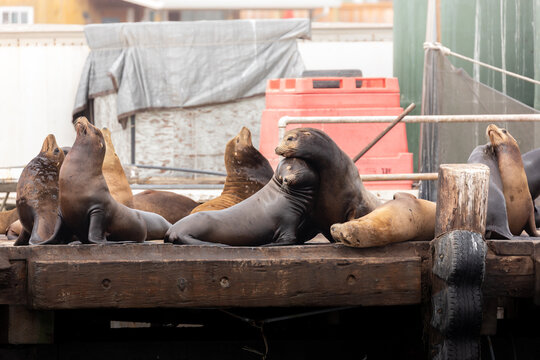Group of California Sea lion, Zalophus californianus, resting on a dock