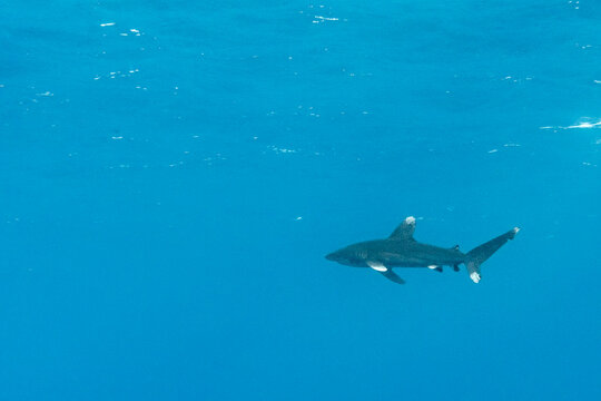 oceanic whitetip shark, Carcharhinus longimanus, swiming near the surface in clear blue tropical waters