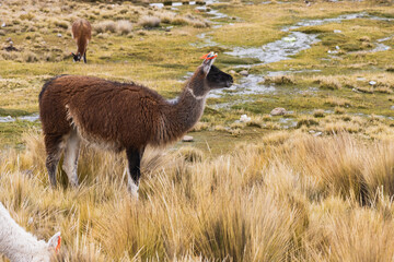 Obraz premium vista de llamas, vicuñas, alpacas, camélidos, auquénidos, pastando en las alturas de los andes, en la pampa y llanura de la región Arequipa