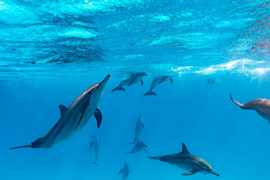 Playful Red Sea Spinner dolphins, Stenella longirostris, swim in clear blue tropical waters