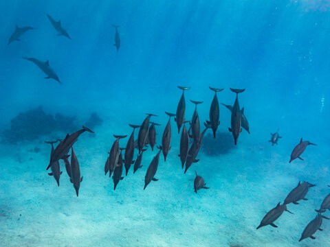 Intelligent and playful Red Sea Spinner dolphins, Stenella longirostris, swim in clear blue tropical waters