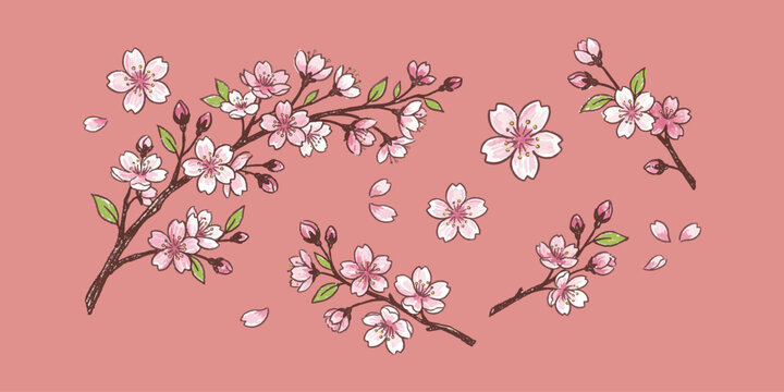 Hand drawn cherry blossom branch with pink flowers and falling petals