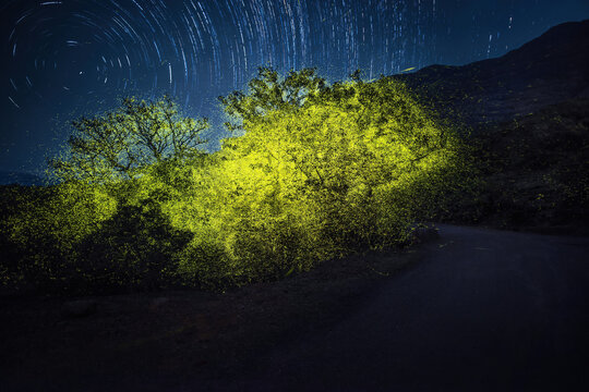 View of thousands of fireflies illuminating trees at night with star trails in the dark sky near Harishchandragad in Thitabi Tarf Vaishakhare, Maharashtra, India.
