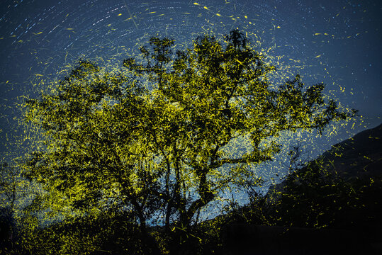 View of a tree illuminated by thousands of fireflies with star trails in the night sky near Harishchandragad in Thitabi Tarf Vaishakhare, Maharashtra, India.