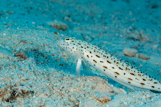 A speckled sandperch (Parapercis maculata) rests on the sandy seabed.