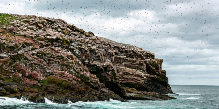 A colony of seabirds, likely puffins and guillemots, nesting on a rocky cliff face by the sea.