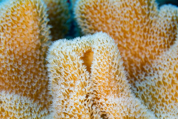 Close-up of yellow coral with white polyps. © Pete Niesen Photo