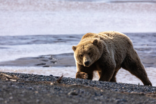 A brown bear (Ursus arctos) walks along a gravelly shore near water.