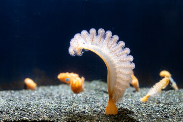 A sea anemone (Actiniaria) with feathery tentacles, anchored to the seabed. © Pete Niesen Photo