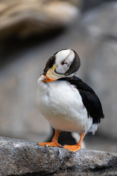 A puffin bird with black and white feathers and an orange beak stands on a rock.