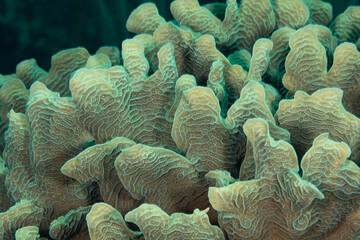 Lettuce Coral close-up macro view of intricate design pattern and texture © Pete Niesen Photo