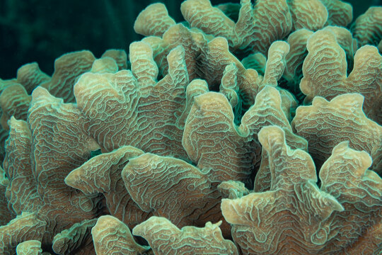 Lettuce Coral close-up macro view of intricate design pattern and texture