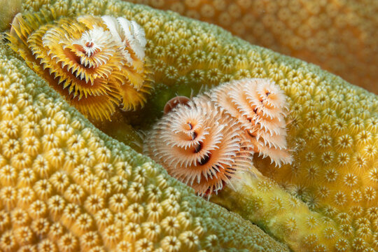 Close-up of delicate displays of Christmas tree worm, Spirobranchus giganteus, display on coral reef