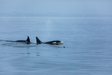 Naklejka premium Mother and juvenile orcas, killer whales, swim through calm gray ocean waters