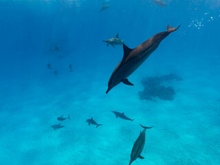 Obraz premium Intelligent and playful Red Sea Spinner dolphins, Stenella longirostris, swim in clear blue tropical waters