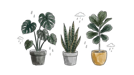 Three potted plants, a Monstera, a cactus, and a Philodendron, under rainy clouds. © Avra