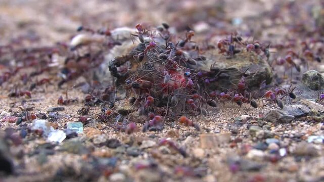 ants eating a dead mouse with tith warp