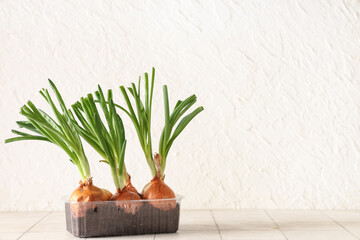 Fototapeta premium Plastic container with cultivated green onion on white tile table
