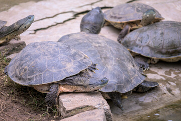 Tortuga de laguna © Jonathan