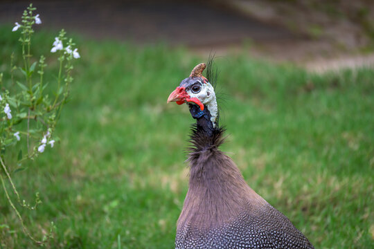 Gallina de Guinea