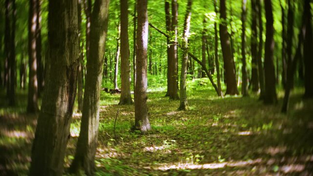 Bright sunbeams break through the dense canopy of a vibrant spring forest. Lush green trees and foliage create a peaceful wilderness landscape. Cinematic look with vignette and swirled background.