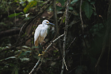 Fototapeta premium snowy egret